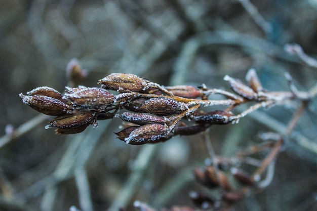 Plantas no inverno em uma geada branca 2