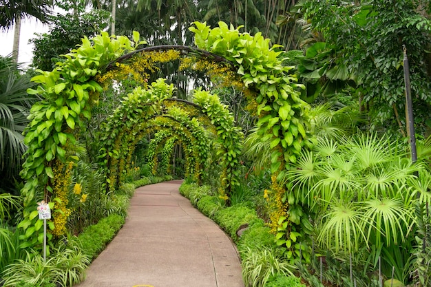 Plantas no jardim