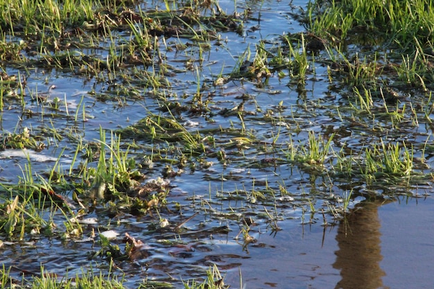 Foto plantas no lago