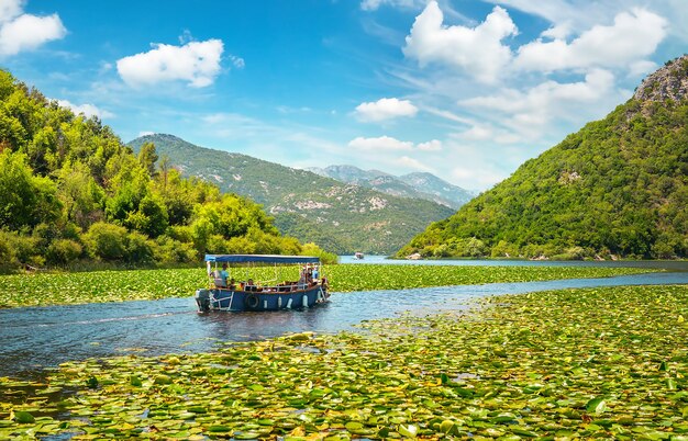 Plantas no lago