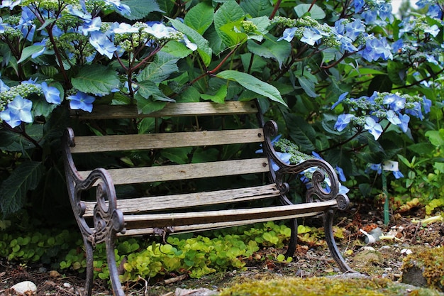 Plantas no parque