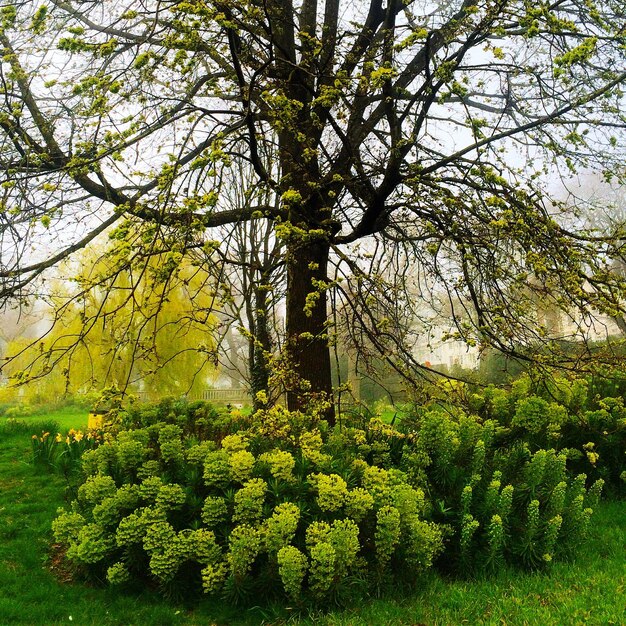 Foto plantas no parque