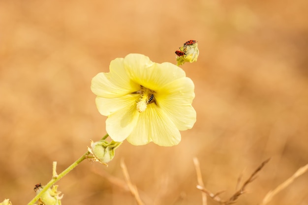 Plantas no topo da cordilheira Demerdzhi