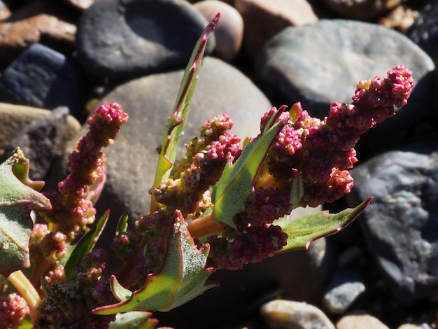 Foto plantas en la orilla del río