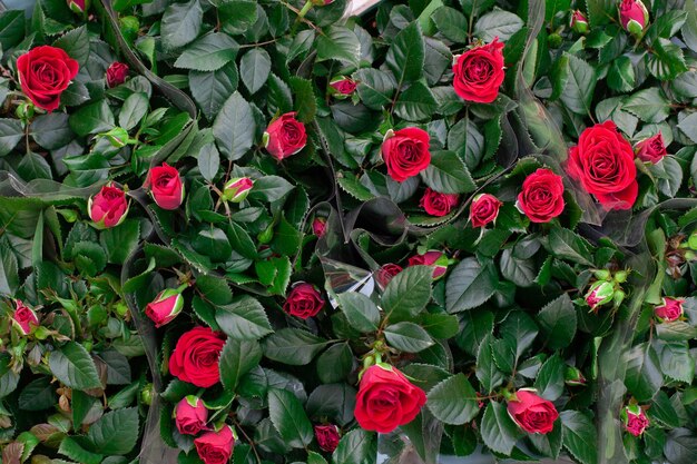 Plantas ornamentais em vasos e celofane para venda