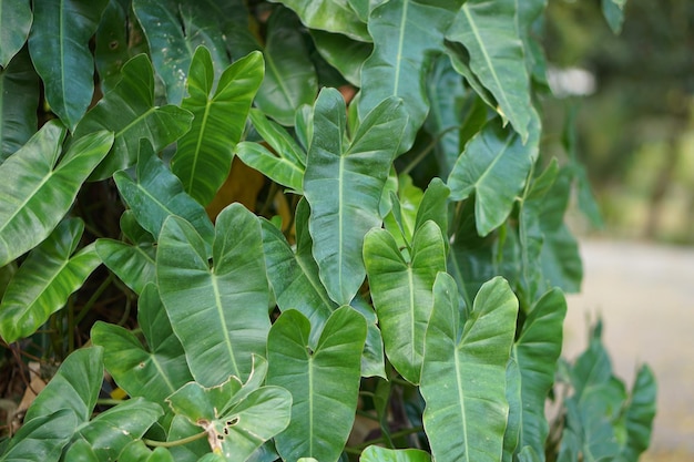 Plantas ornamentais no parque