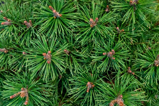 Plantas ornamentais verdes e coníferas.