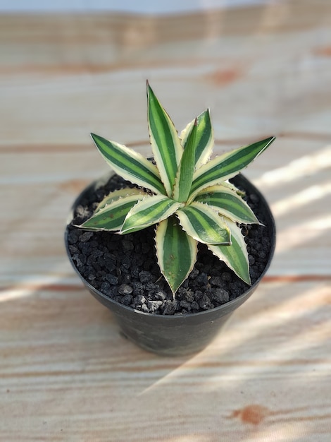 Plantas ornamentales, agave lophantha quadri color, tipos de agave, en macetas, hojas verdes, natural muy bueno para decorar el ambiente de tu hogar natural saludable fresco