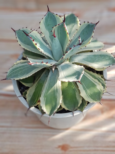 Plantas ornamentales, agave lophantha quadri color, tipos de agave, en macetas, hojas verdes, natural muy bueno para decorar el ambiente de tu hogar natural saludable fresco