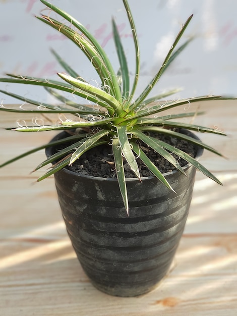 Plantas ornamentales, agave lophantha quadri color, tipos de agave, en macetas, hojas verdes, natural muy bueno para decorar el ambiente de tu hogar natural saludable fresco