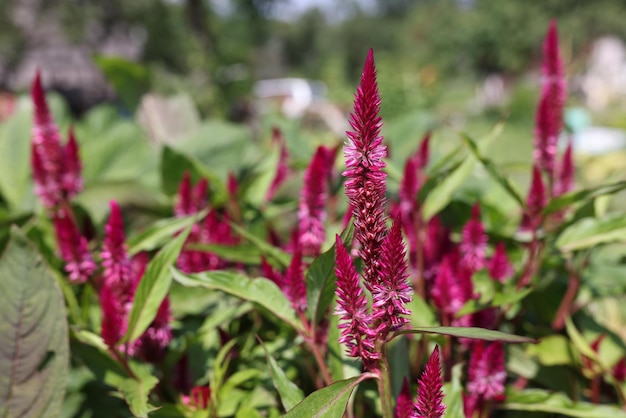 Plantas ornamentales celosia borgoña hermoso concepto de flores de verano