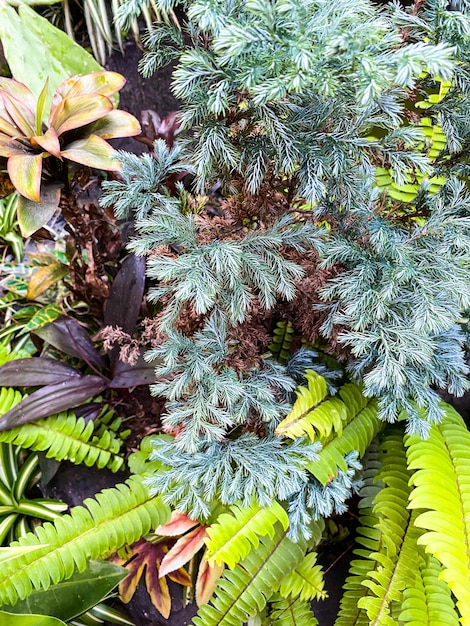 plantas ornamentales en el jardín