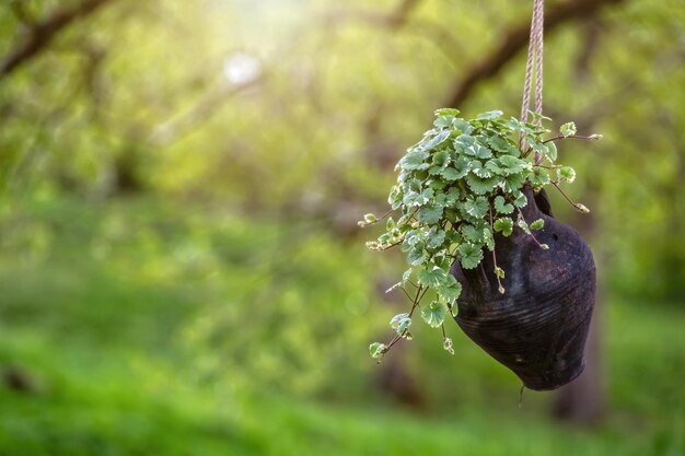 Plantas ornamentales en una maceta de barro colgando de un árbol de fondo borroso con espacio de copia