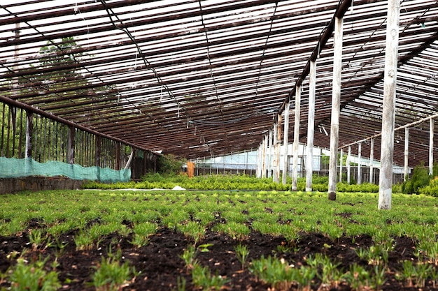 Plantas ornamentales multicolores, arbustos y flores cultivadas para jardinería en invernadero hidropónico moderno