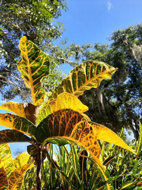 Foto plantas ornamentales