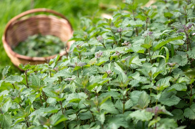 plantas de ortiga en el jardín