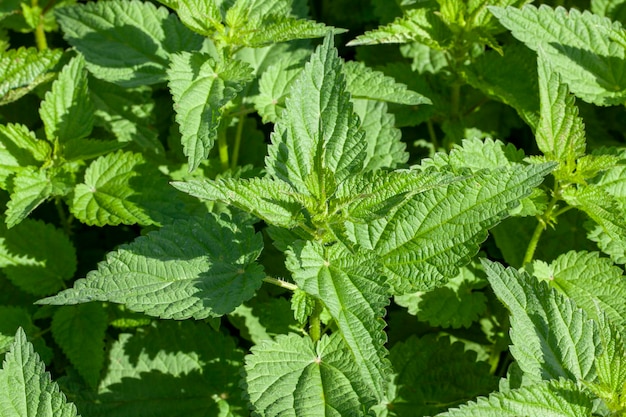 Plantas de ortiga verde en la temporada de verano