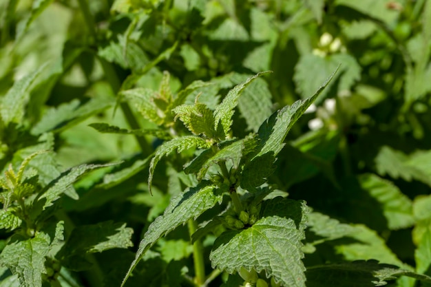 Plantas de ortiga verde en la temporada de verano