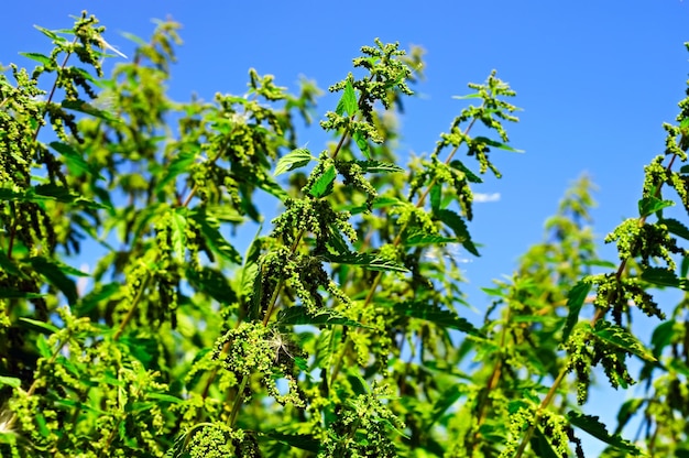 plantas de ortiga verde