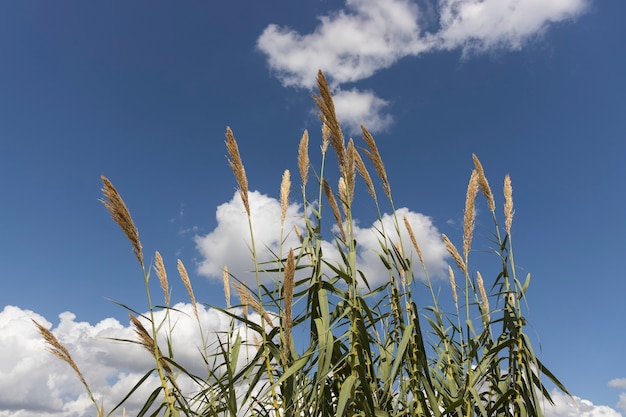 Plantas de otoño y fondo de cielo nublado