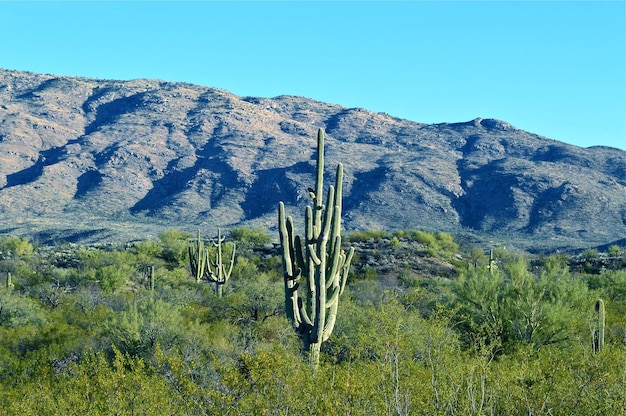 Plantas en el paisaje contra un cielo azul claro