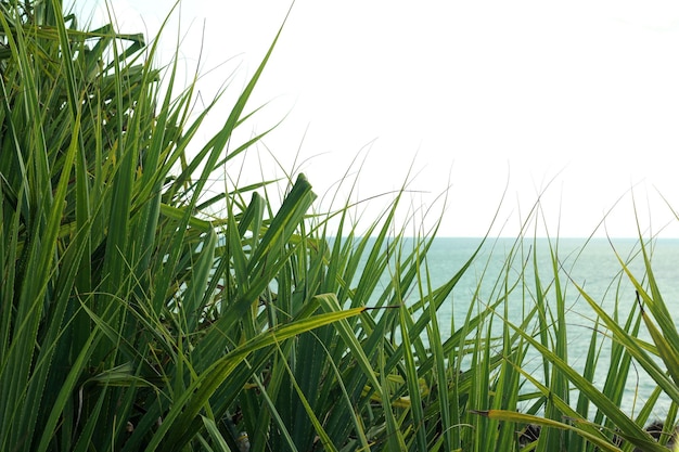 Plantas Pandanus com fundo do oceano