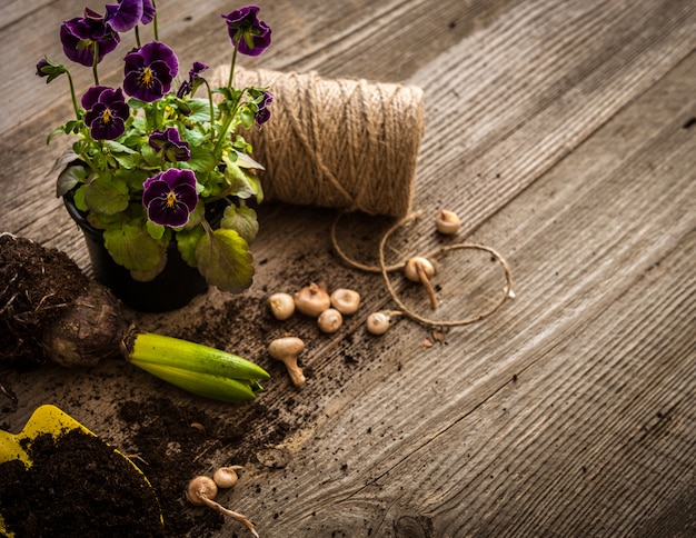 Plantas para plantio e acessórios de jardim