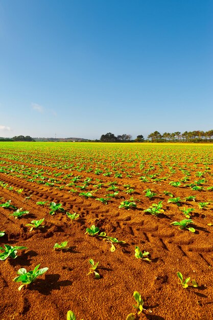 Plantas para plantio