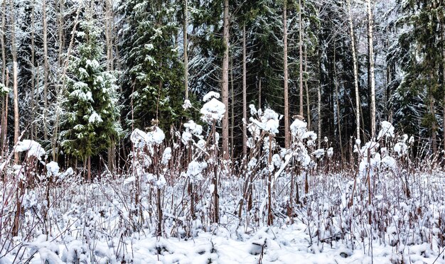 Plantas paraguas cubiertas de nieve en un claro forestal