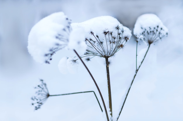 Las plantas del parque están cubiertas de escarcha y nieve Textura fría del esmalte