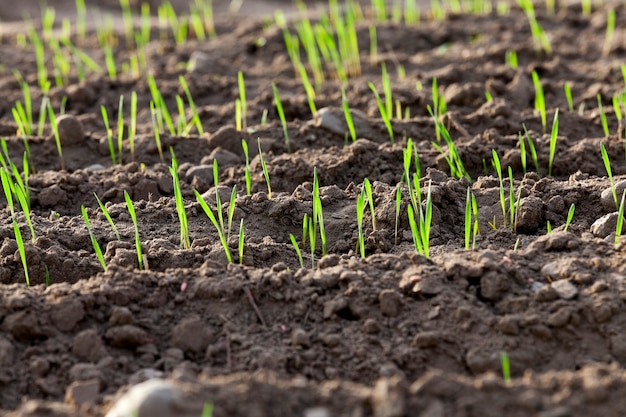 Plantas de pasto joven, cerrar plantas de pasto joven trigo verde que crece en el campo agrícola, agricultura, temporada de otoño,