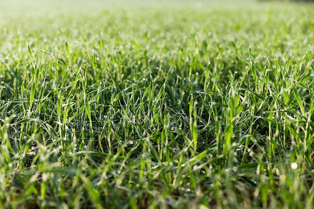 Plantas de pasto joven closeup trigo verde que crece en el campo