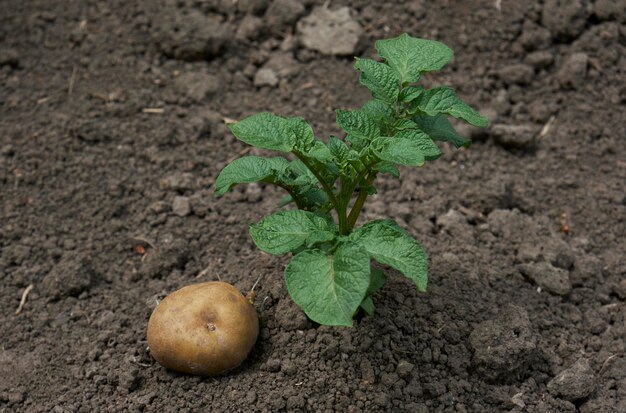 Plantas de patata en el jardín.