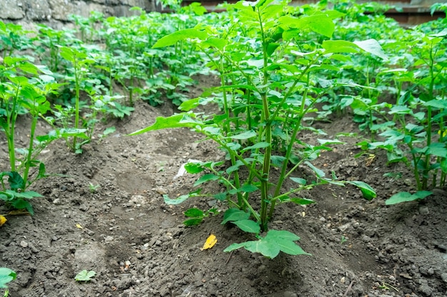 Plantas de patata jóvenes que crecen en el huerto. Agricultura