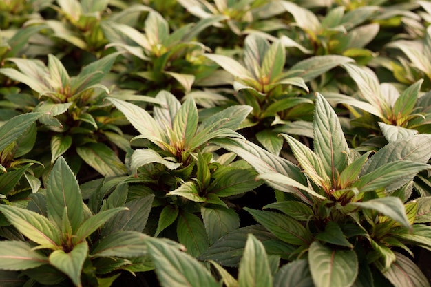 Foto plantas de patrón de hojas verdes naturales en el jardín