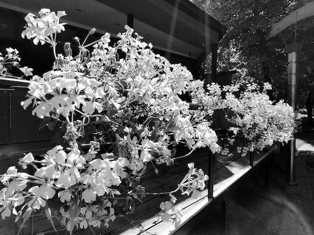 Plantas Pelargonium da família Geraniumaceae Hera branca gerânio Caixa de flores Decoração de varandas janelas fachadas de casas ruas gramados Cranesbill Blackwhite estilo retrô monocromático