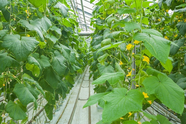 Plantas de pepino que crecen dentro del invernadero