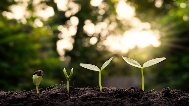 Plantas pequenas crescendo em solo com fundo de vegetação borrado com raios de sol