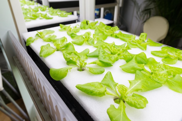 Plantas pequenas que crescem na cultura hidropônica