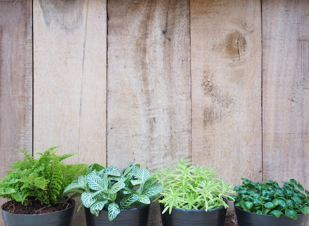 Plantas pequeñas