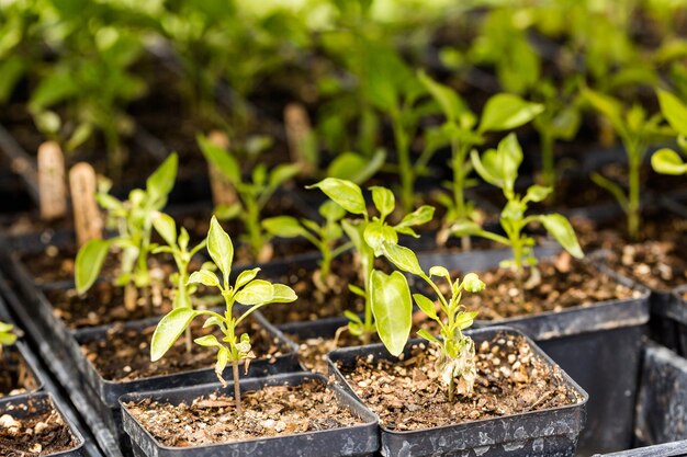 Plantas en pequeños recipientes en invernadero.