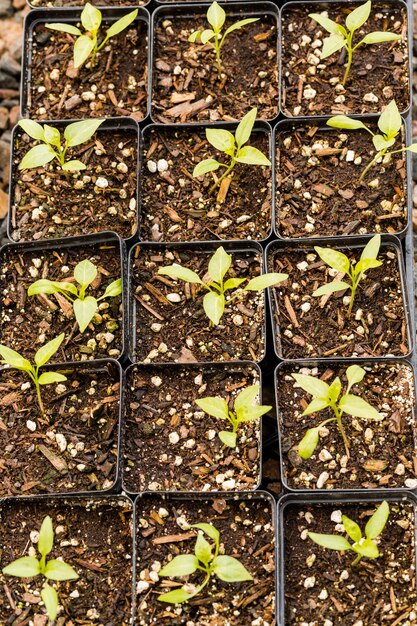 Plantas en pequeños recipientes en invernadero.