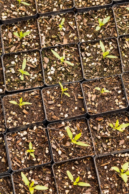 Plantas en pequeños recipientes en invernadero.