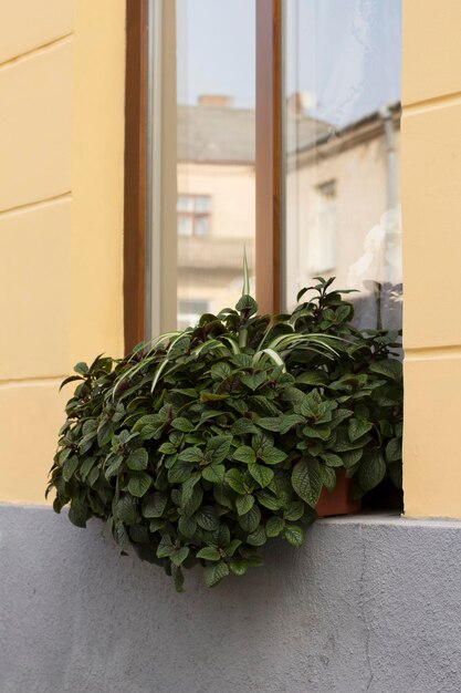 Plantas perto da janela na rua