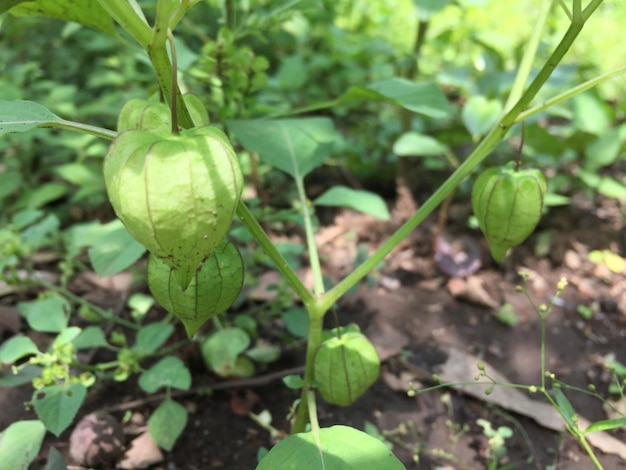 Plantas Physalis que crescem no quintal, que ainda estão cruas