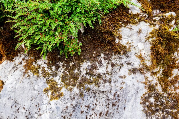 Plantas en las piedras para publicidad.