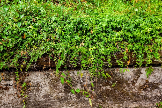 plantas en las piedras