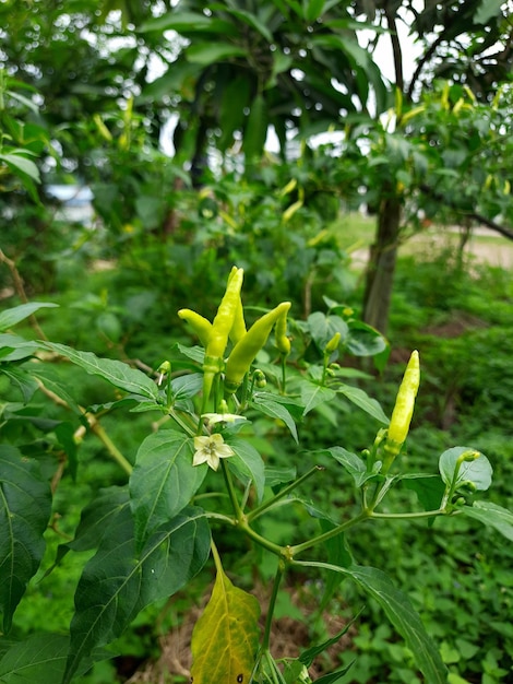 plantas de pimienta de cayena verde que están dando frutos, en el patio