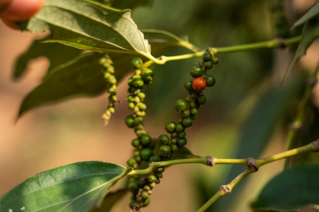 Plantas de pimienta negra que crecen en plantaciones en Asia Pimientos verdes maduros en árboles