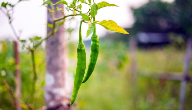 Plantas de pimiento verde crudo en la granja de pimientos o chile verde de campo